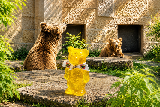 Ours bernois grand jaune